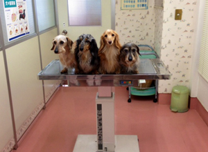 豊橋獣医科病院のイメージ4